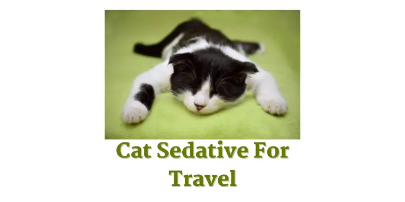 cat car trip sedative
