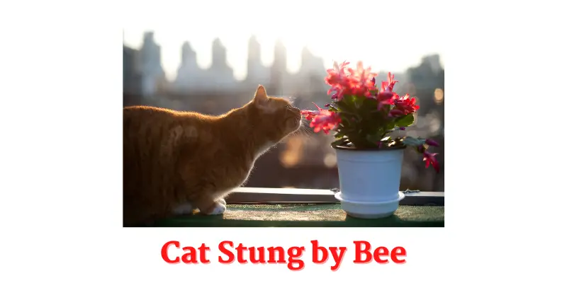 Cat Stung by Bee
