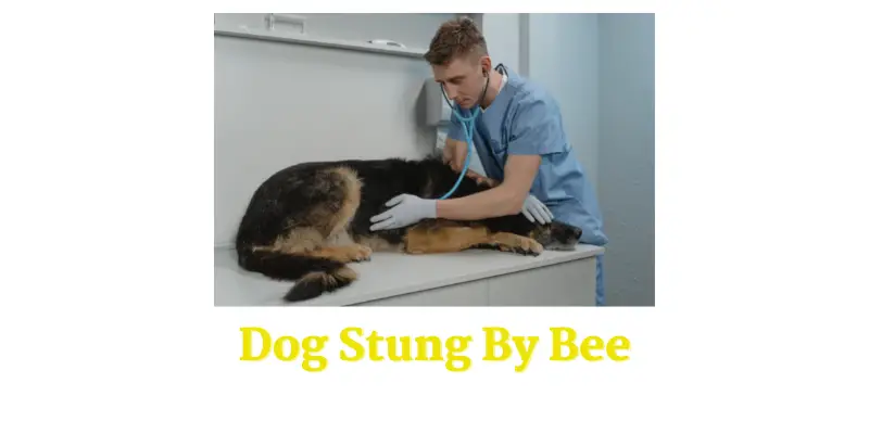 Dog Stung By Bee