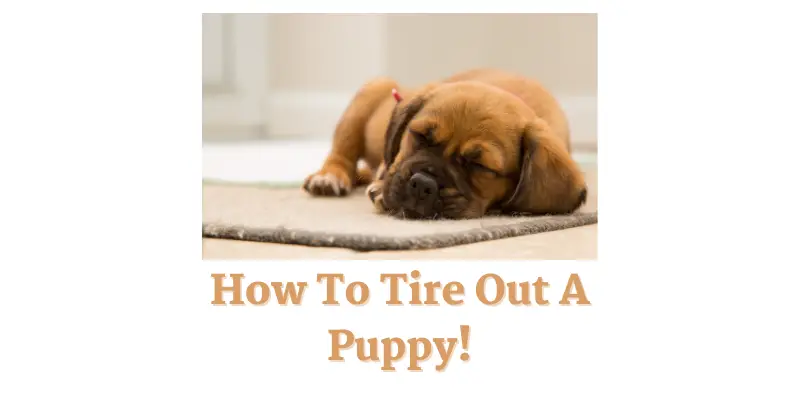 How To Tire Out A Puppy