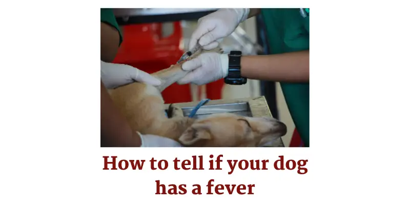 How to tell if your dog has a fever