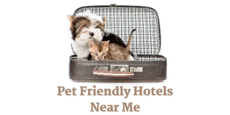 Pet friendly hotels near me