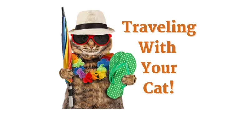 Traveling With Your Cat!