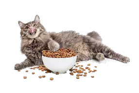 What Human Food Can Cats Eat