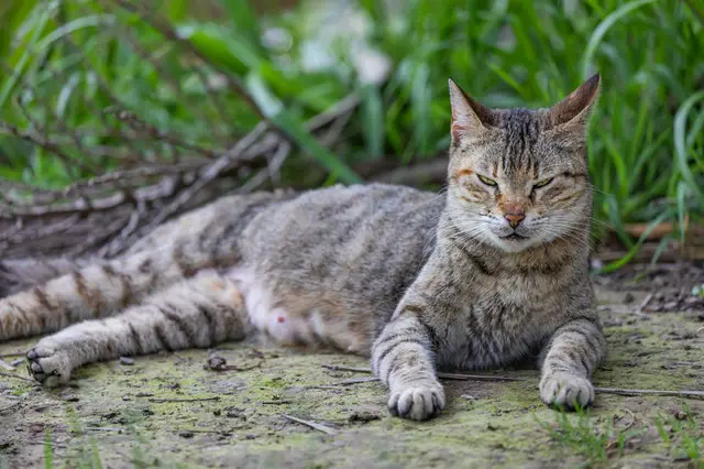 Can Cats Drink Alcohol