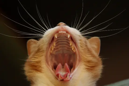 How Many Teeth Do Cats Have