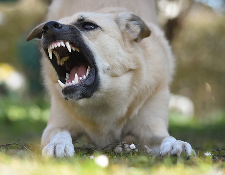 Depending on the severity of the aggressive behavior, a vet may prescribe medication to calm the dog. While this is often the last resort, it is best to ask a veterinarian about medication options. Often, anti-anxiety medications can calm an aggressive dog down.