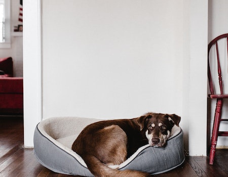 How to Stop Dog Bed From Sliding on Wood Floor