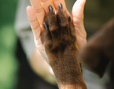 How to Sharpen Dog Nail Clippers