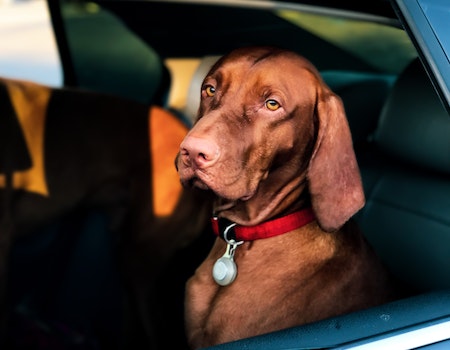 How to Get Old Dog Into Car