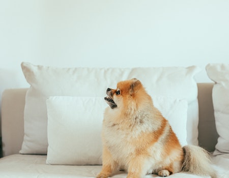 How to Remove Dog Hair From Couch