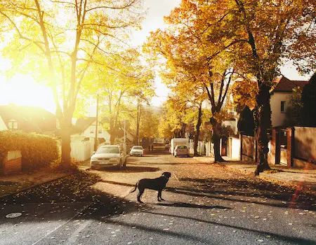 How to Tell Tenant to Clean Up Dog Poop