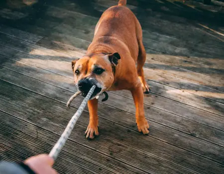 How to Quiet Dog Nails on Floor