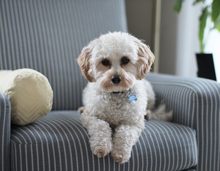 How to Remove Dog Saliva Stains From Furniture