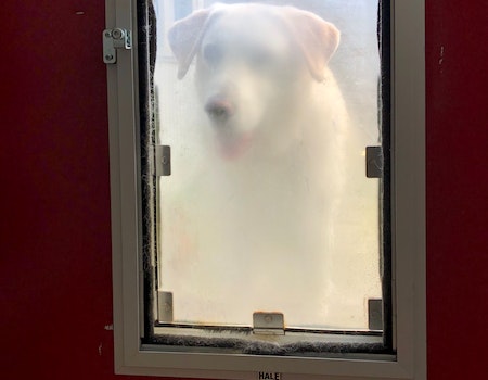How to Stop Dog Door From Blowing Open