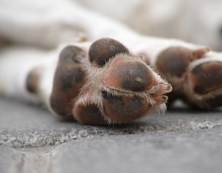 How to Trim Dog Hair Between Paws