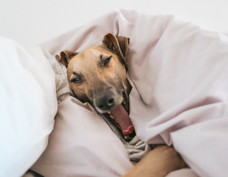 How to Remove Dog Hair From Comforter