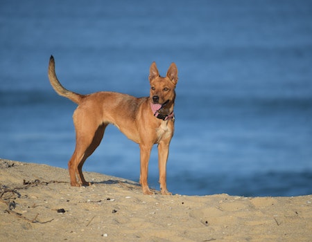 How to Keep Your Dog Cool at the Beach