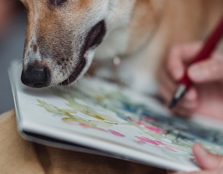 How to Get Paint Off Dog Paws - TheComfortPetBlog.com