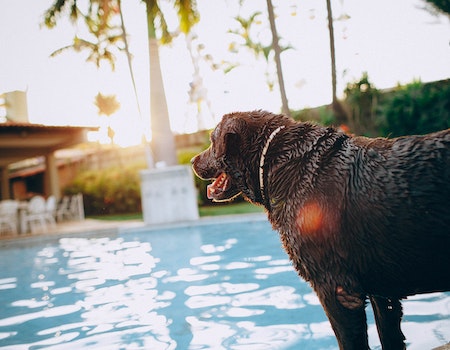 How to Get Dog Hair Out of Pool