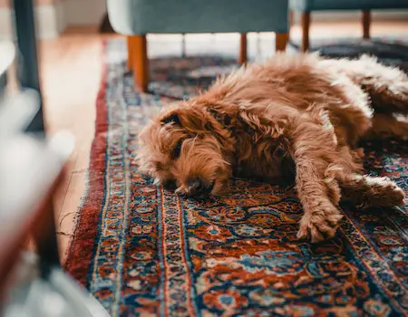 How to Clean an Oriental Rug