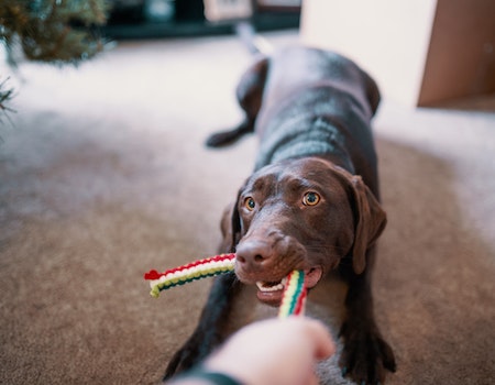 How to Make a Bungee Dog Toy