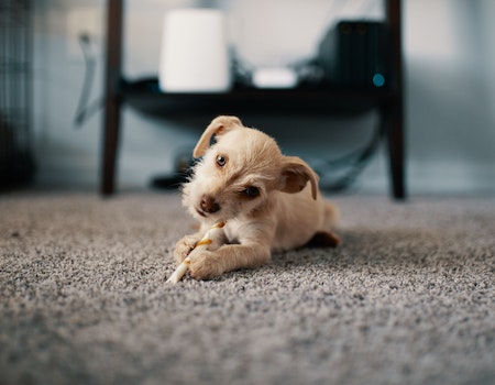 How to Remove Dog Hair From Carpet