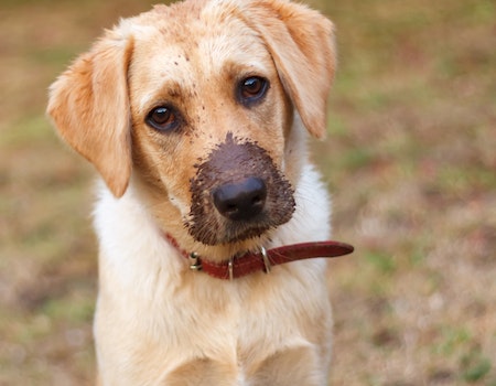 How to Get Glue Out of Dog Hair