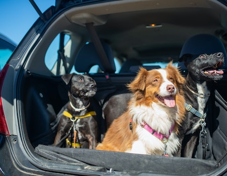 How To Secure Dog In Cargo Area Of Suv