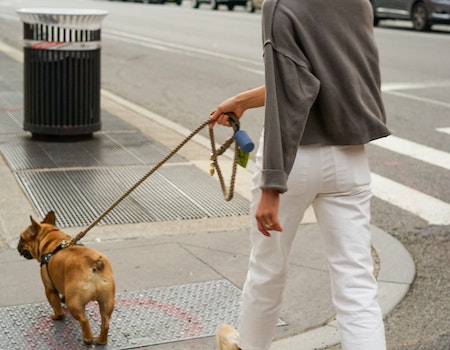 How to Be a Good Dog Walker