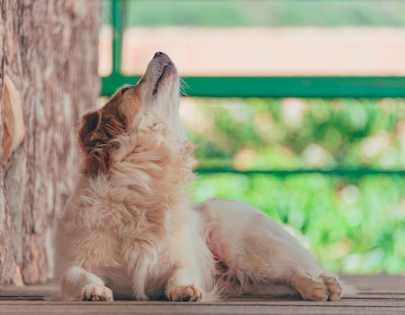 How To Make Dog Howl