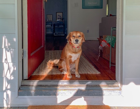 How to Keep Dog From Opening Door