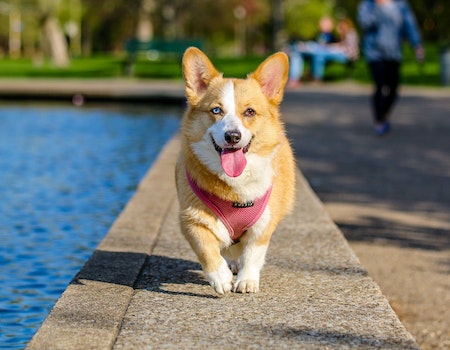 How to Stop a Dog From Walking in Circles