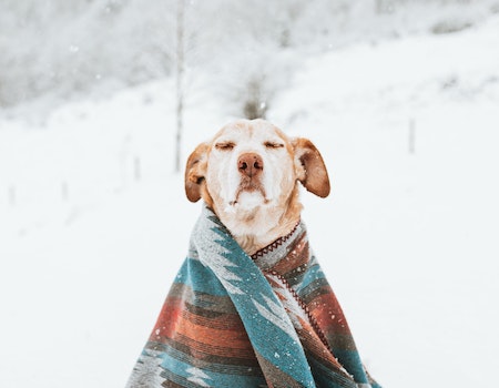 How to Wrap a Dog in a Blanket