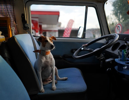 How to Get Dog Poop Out of a Car Seat