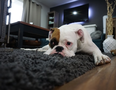 How to Keep Dog From Laying on Rug