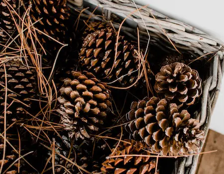 How to Stop Dog From Eating Pine Cones