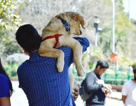How to Carry a Large Dog Down Stairs