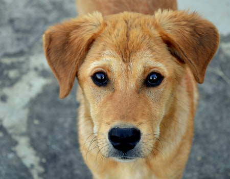 How to Get Hair Out of Dog Eye