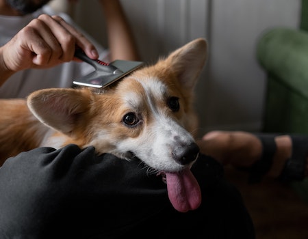 How to Clean Dog Brushes