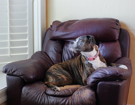 How to Remove Dog Hair From Leather Couch