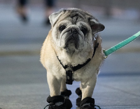 How to Make Homemade Dog Booties