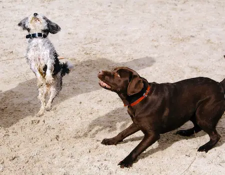 How to Play With a Blind Dog