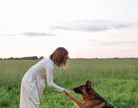 How to Train Your Dream Dog