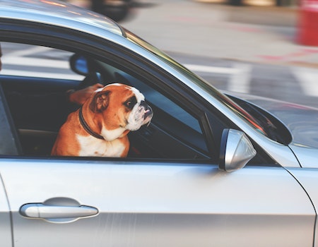 How to Calm an Excited Dog in the Car