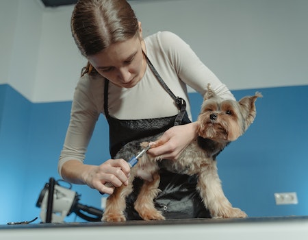 How to Restrain a Dog While Grooming