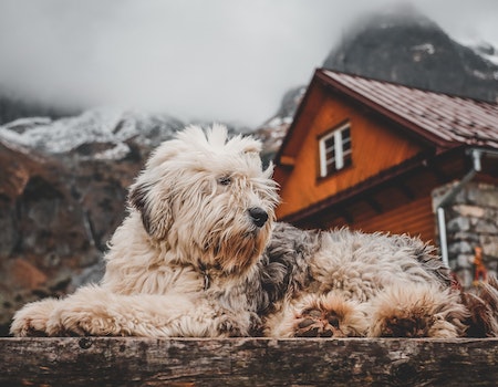 How to Insulate a Barrel Dog House