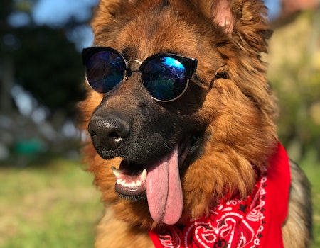 How to Put a Bandana on a Dog