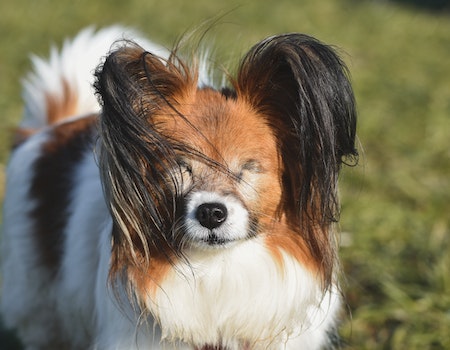 How to Train a Blind and Deaf Dog