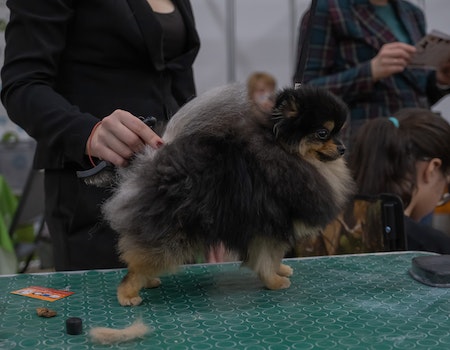 How to Use a Stripping Stone on a Dog